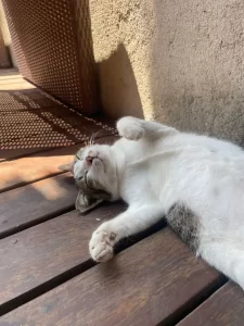 what you’ll find near Pera ONE Villas